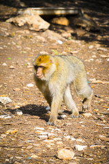 Wild monkeys at Azrou, Morocco