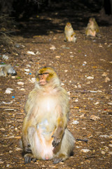 Obraz premium Wild monkeys at Azrou, Morocco