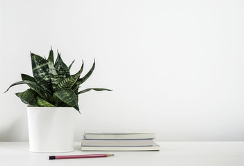 Sansevieria trifasciata or Snake plant in pot and book with pencil on the white wooden table home...