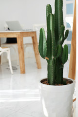 Close up Dark Green Cactus Plant on White Pot Isolated on White interior Background from Thailand.