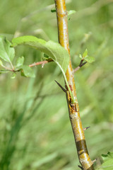 Wild fruit tree before vaccination in summer