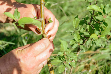 Fototapeta premium Buds and leaves on successfully grafted apple tree close up