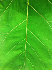green leaf texture of a plant close up
