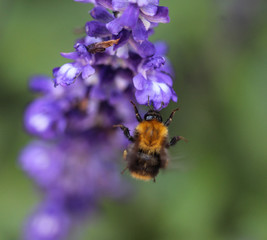 Bombus pascuorum bumblebee, the common carder bee, collecting nectar from flower