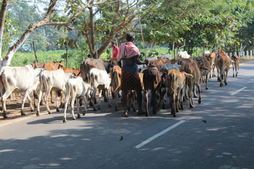 cattle