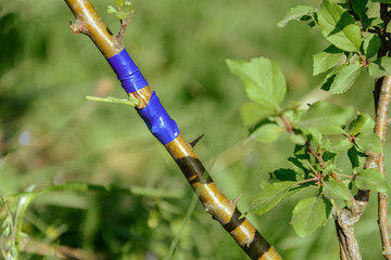 Complete stage of the tree vice capture tape