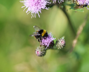 early bumblebee or early nesting bumblebee (Bombus pratorum)