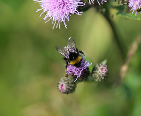 early bumblebee or early nesting bumblebee (Bombus pratorum)