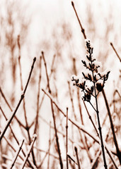 winter
