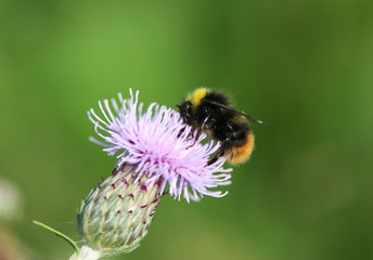 early bumblebee or early nesting bumblebee (Bombus pratorum)