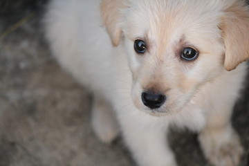 labrador retriver puppy