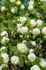 The blossoming guelder-rose in a spring garden.