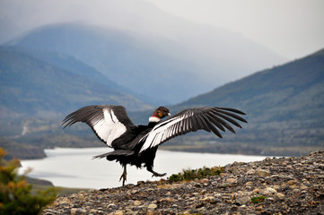 Male Andean condor (Vultur gryphus) in the wild ready to take off, seen in Patagonia, Chile, near Torres del Paine national park - obrazy, fototapety, plakaty