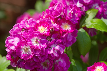 Naklejka premium Kletterrose Maria Lisa