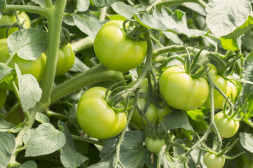 Organic green tomatoes growing on branch in a garden household background, young unripe fruit