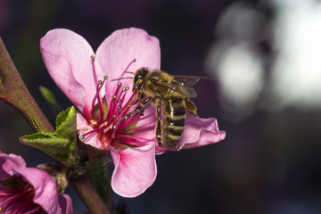 the pollinator