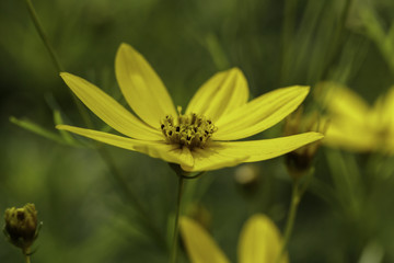 Jerusalem artichoke scientific name (Helianthus tuberosus) on a green background