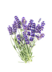 Lavender flower bunch isolated white background