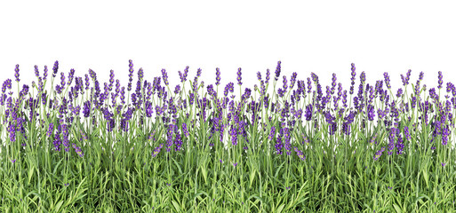 Lavender flowers Fresh lavender plants isolated white background