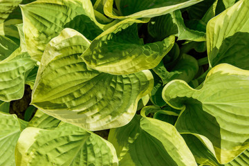 Fototapeta premium Hosta are widely-cultivated ground cover plants need very little sun