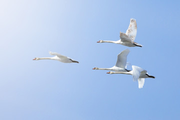 Obraz premium a flock of white swans flying on the background blue sky