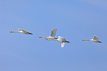 a flock of white swans flying  on the background blue sky