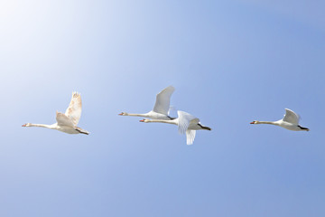 a flock of white swans flying  on the background blue sky
