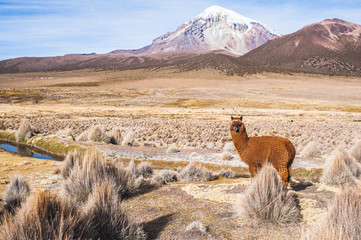 Lama in the Bolivian Altiplano