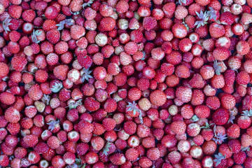 Fresh, ripe, juicy strawberries rotate, wild berry. Red strawberries background, top view