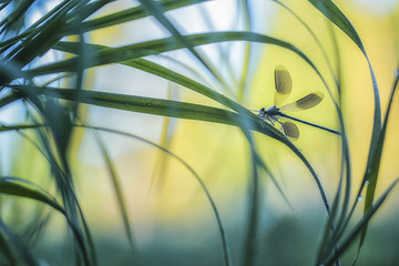 Banded demoiselle (Calopteryx splendens)
