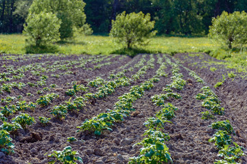 Obraz premium potato bushes on the garden in the village
