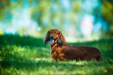 Hunting dog in the woods.