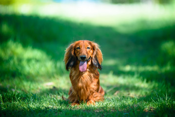 Hunting dog in the woods.
