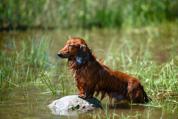 Hunting dog in the woods.