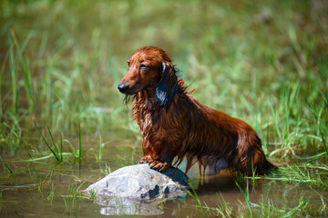 Hunting dog in the woods.