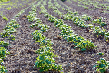 potato bushes on the garden in the village