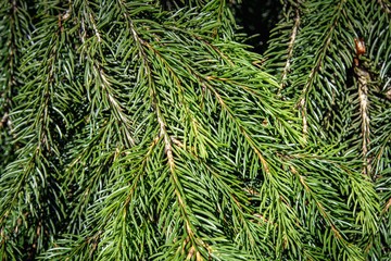 Fichtennadeln