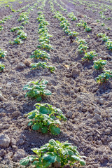 potato bushes on the garden in the village