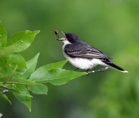 Eastern Kingbird capturing its breakfast, a stinkbug tries to get away