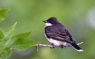 Eastern Kingbird perched on branch