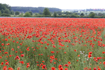 Red Poppies / Poppy Field