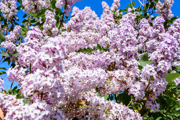 Lilac beautiful fragrant spring flowers in the garden