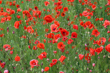 Obraz premium Red Poppies / Poppy Field