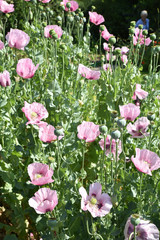 Pavots roses au jardin