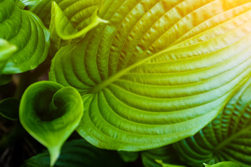Obraz premium Green leaf with water drops for background