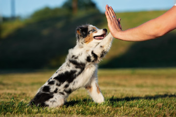 adorable puppy gives paw to owner outdoors