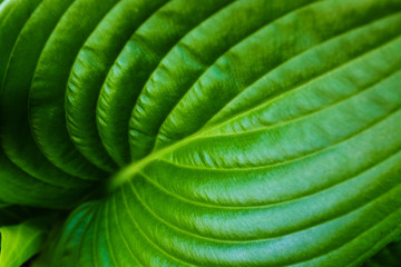 Green leaf with water drops for background