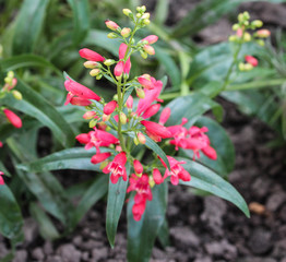 close up of Scarlet bugler flower, Beardlip penstemon