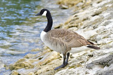Kanadagans am Ammersee