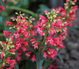 close up of Scarlet bugler flower, Beardlip penstemon © Michael Meijer